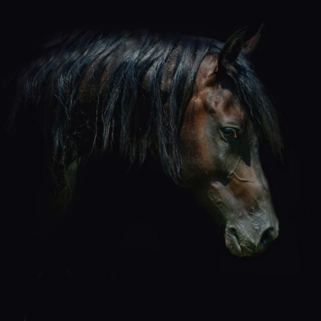 Horses in all their splendor (33 pics)