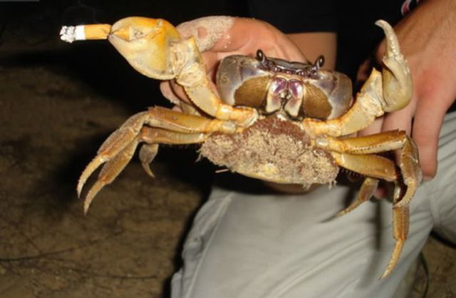 Smoking Crabs (19 pics)