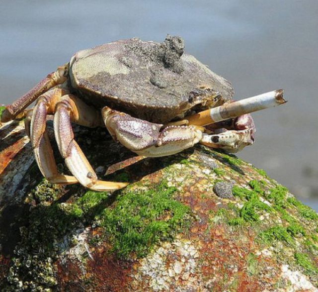 Smoking Crabs (19 pics)