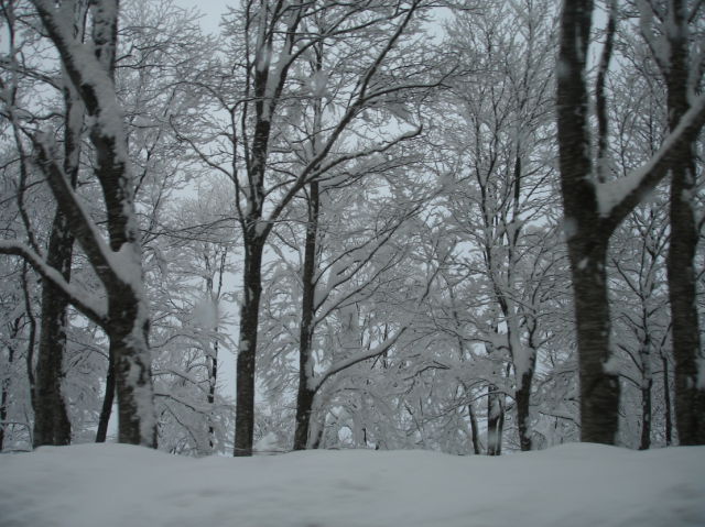 snow (1 pic)