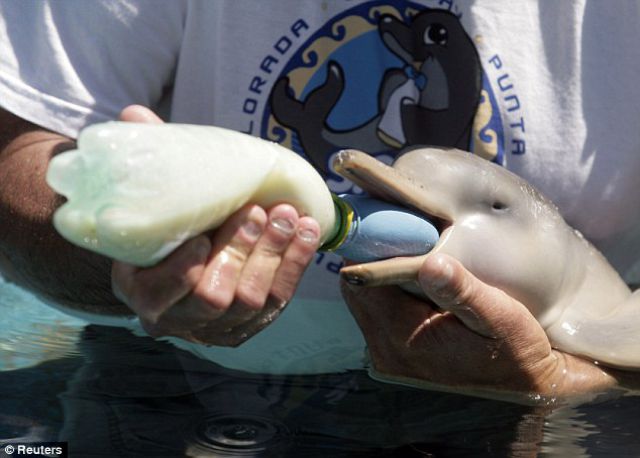 A Penguin Becomes Friends with a Baby Dolphin A Penguin Becomes Friends with a Baby Dolphin