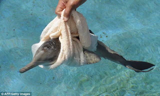 A Penguin Becomes Friends with a Baby Dolphin A Penguin Becomes Friends with a Baby Dolphin