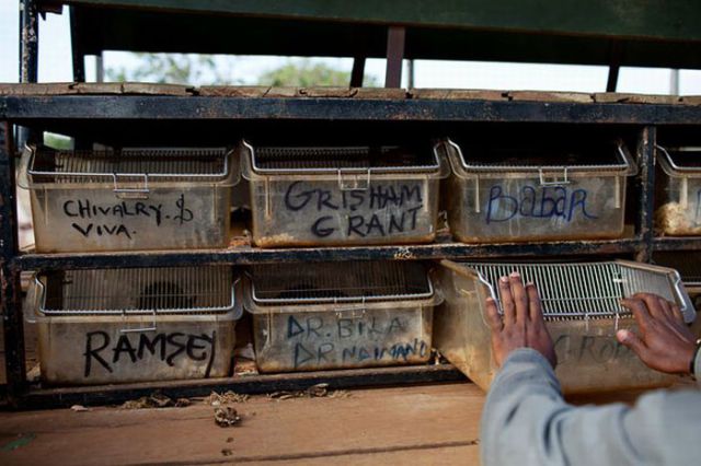 Live Land Mine Detectors Live Land Mine Detectors