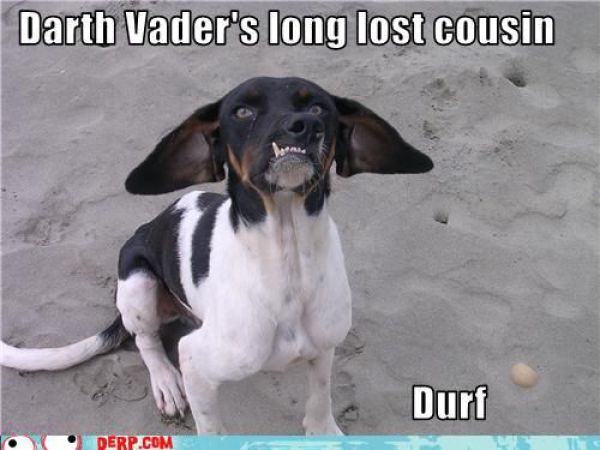 Funny Derp Pictures (72 pics)