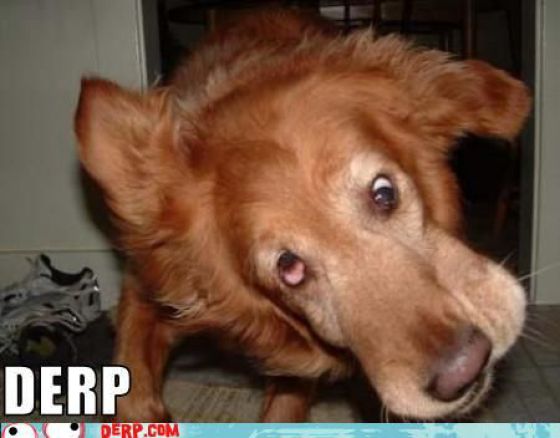 Funny Derp Pictures (72 pics)