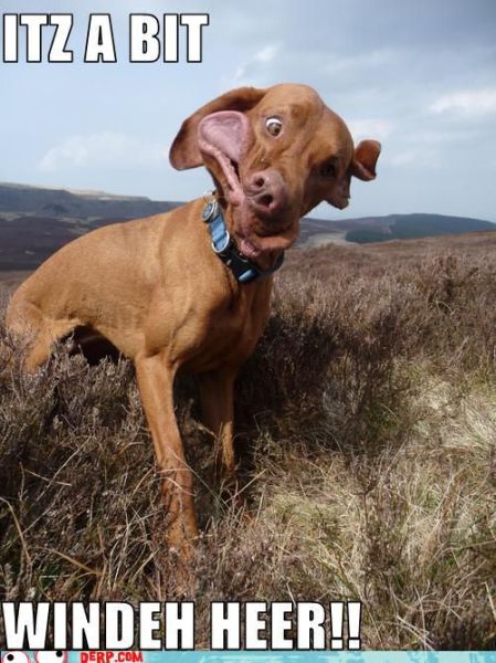 Funny Derp Pictures (72 pics)