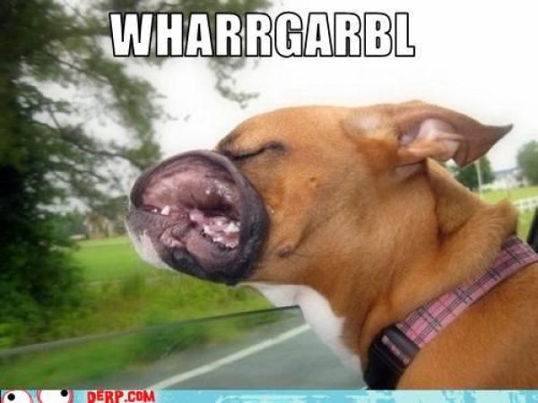 Funny Derp Pictures (72 pics)