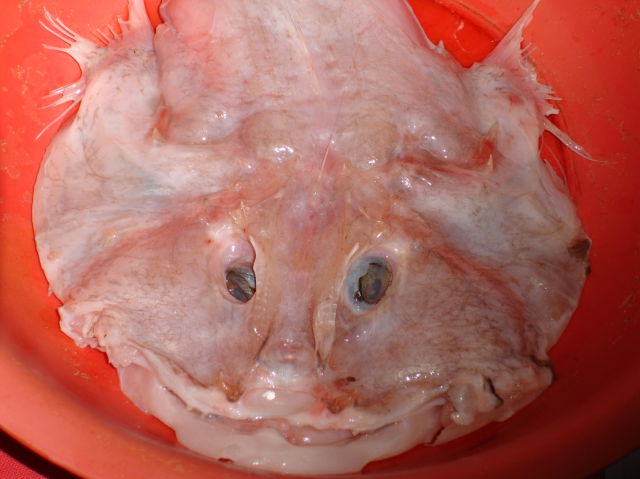 strange fish (1 pic)