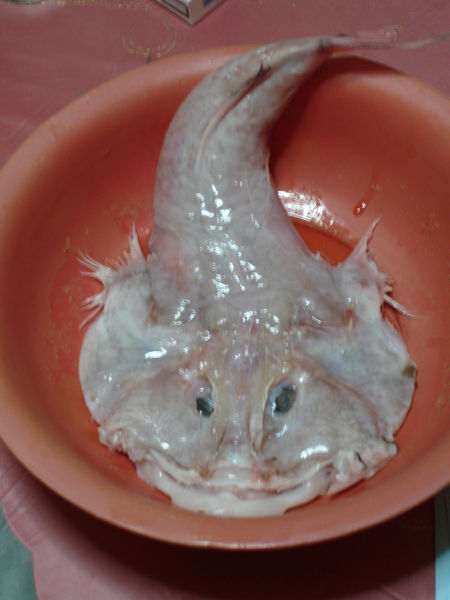 strange fish (1 pic)