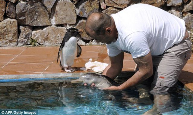 A Penguin Becomes Friends with a Baby Dolphin