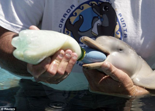 A Penguin Becomes Friends with a Baby Dolphin