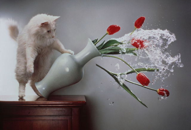 Talented Advertising Photography